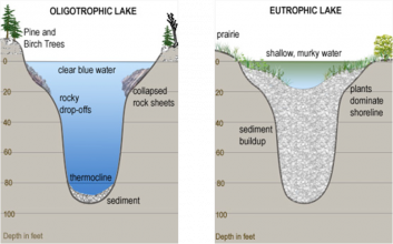 lake aquatic oxygen oligotrophic eutrophic productivity dissolved ecosystem primary weebly tahoe amount nutrients rich